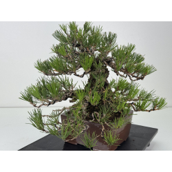Pinus thunbergii  I-8784 view 8