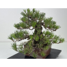 Pinus thunbergii  I-8784 view 8