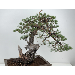 Pinus sylvestris -pino s.europeo- I-8783 vista 2