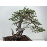 Pinus sylvestris I-8783 view 2