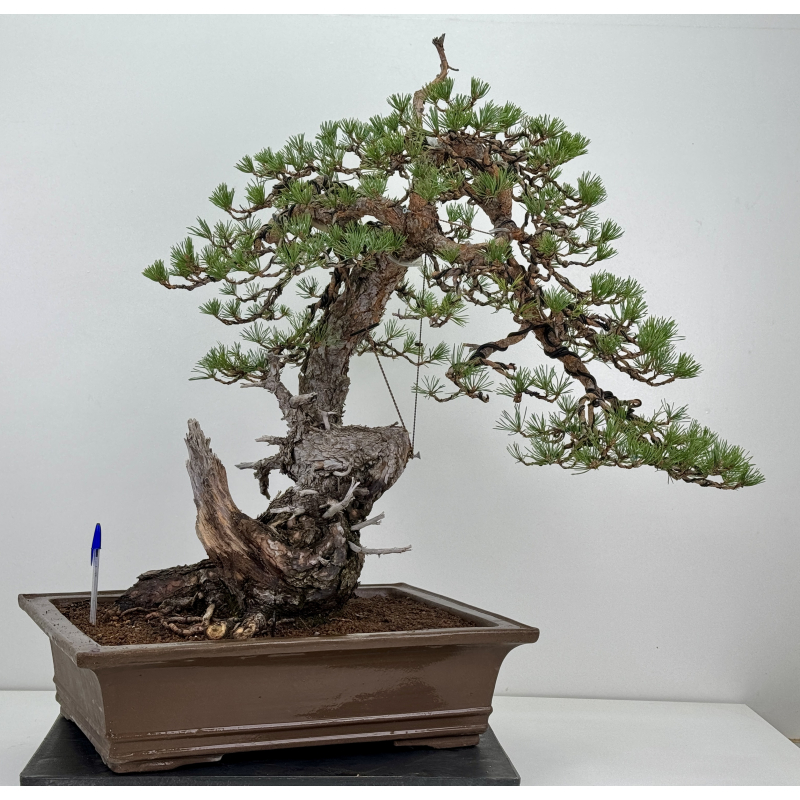 Pinus sylvestris -pino s.europeo- I-8783