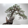 Pinus sylvestris -pino s.europeo- I-8783 vista 4