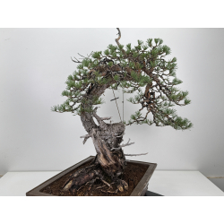 Pinus sylvestris -pino s.europeo- I-8783 vista 5
