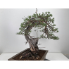 Pinus sylvestris -pino s.europeo- I-8783 vista 5
