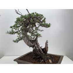 Pinus sylvestris -pino s.europeo- I-8783 vista 6