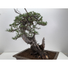 Pinus sylvestris -pino s.europeo- I-8783 vista 6