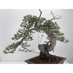 Pinus sylvestris -pino s.europeo- I-8783 vista 7