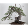 Pinus sylvestris -pino s.europeo- I-8783 vista 7