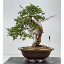 Juniperus sabina -sabina rastrera- A01373