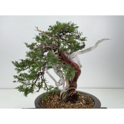 Juniperus sabina A01373 view 2