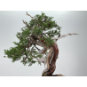Juniperus sabina A01373 view 3