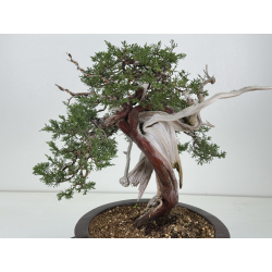Juniperus sabina A01373 view 4