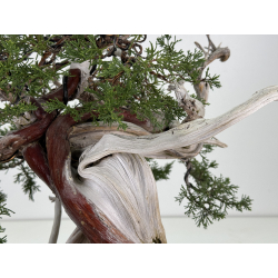 Juniperus sabina A01373 view 5