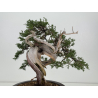 Juniperus sabina A01373 view 6