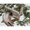 Juniperus sabina -sabina rastrera- A01373 vista 7