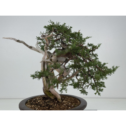 Juniperus sabina -sabina rastrera- A01373 vista 8