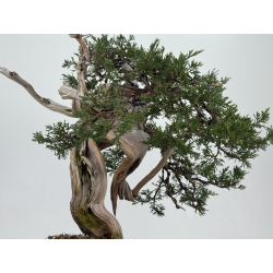 Juniperus sabina -sabina rastrera- A01373 vista 9