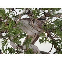 Juniperus sabina A01373 view 10