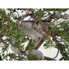 Juniperus sabina A01373 view 10