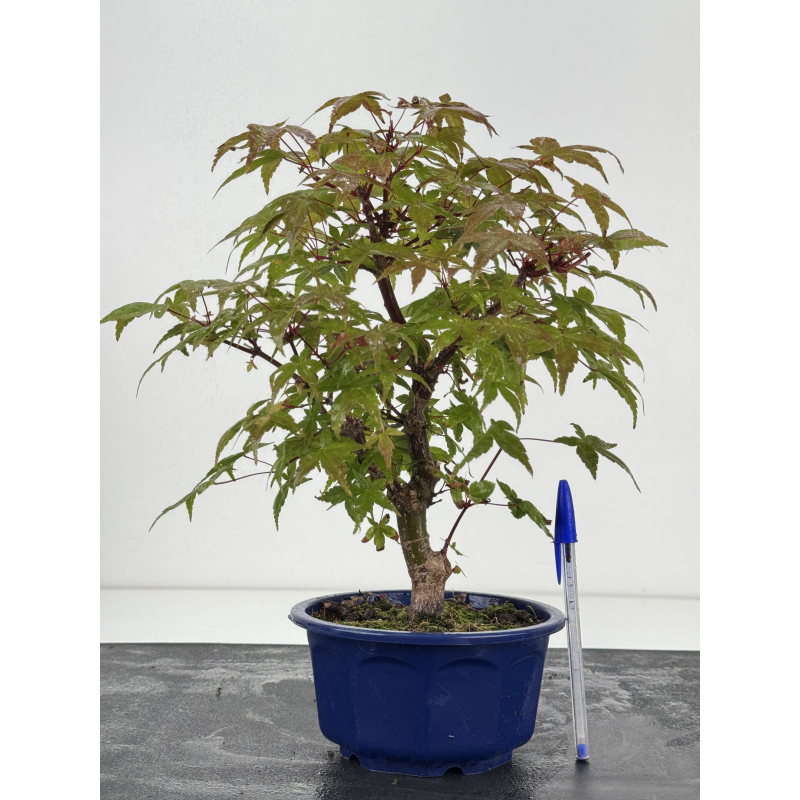 Acer palmatum deshojo I-8787