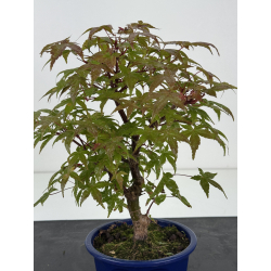 Acer palmatum deshojo I-8787 vista 2