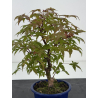 Acer palmatum deshojo I-8787 vista 2