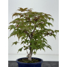 Acer palmatum deshojo I-8787 vista 3