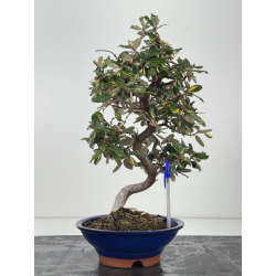 Elaeagnus pungens I-8788