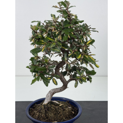 Elaeagnus pungens I-8788 vista 2