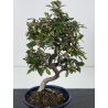 Elaeagnus pungens I-8788 vista 2