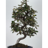 Elaeagnus pungens I-8788 vista 3