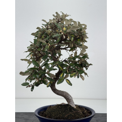 Elaeagnus pungens I-8788 vista 4