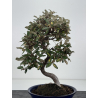 Elaeagnus pungens I-8788 vista 4