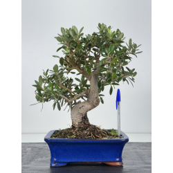 Olea europaea -olivo- I-8789