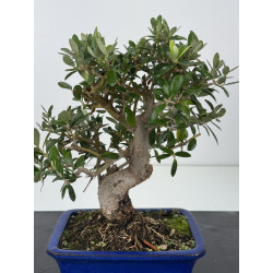 Olea europaea  I-8789 view 2