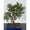 Olea europaea  I-8789 view 2
