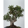 Olea europaea  I-8789 view 3