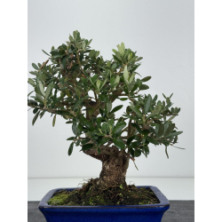 Olea europaea -olivo- I-8789 vista 4