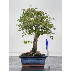 Ulmus parvifolia I-8790