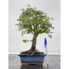 Ulmus parvifolia I-8790