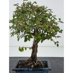 Ulmus -olmo- parvifolia I-8790 vista 2