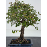 Ulmus parvifolia I-8790 view 2