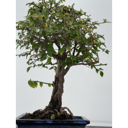 Ulmus parvifolia I-8790 view 3