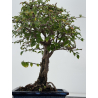 Ulmus parvifolia I-8790 view 3