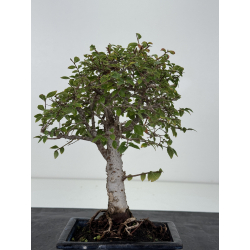 Ulmus -olmo- parvifolia I-8790 vista 4