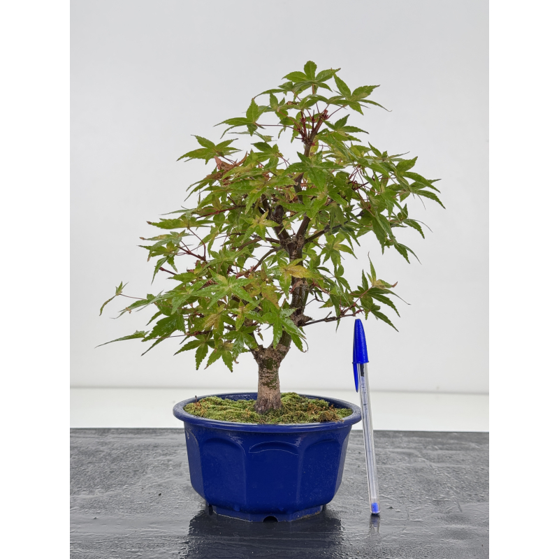 Acer palmatum deshojo I-8791