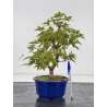 Acer palmatum deshojo I-8791