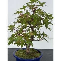 Acer palmatum deshojo I-8791 vista 2