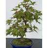 Acer palmatum deshojo I-8791 vista 2