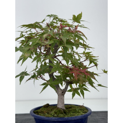 Acer palmatum deshojo I-8791 vista 3